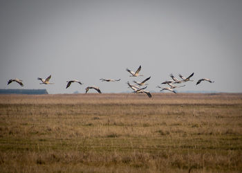 Flock of birds flying over the field