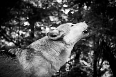 Close-up of a dog looking away