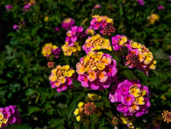 Close-up of pink flowering plants