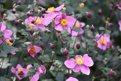 Close-up of pink flowering plants