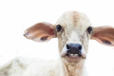 Portrait of calf against clear sky
