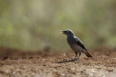 Close-up of bird perching on rock