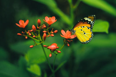 Close-up of butterfly pollinating on flower