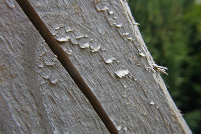 Close-up of tree trunk