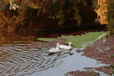 Swan swimming in lake