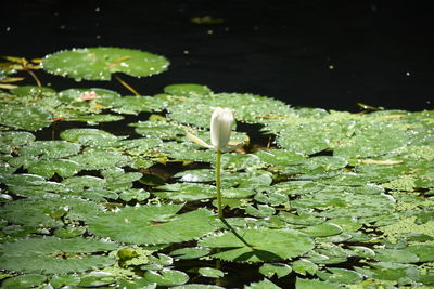 Close-up of water lily pads in lake