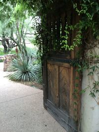 Plants growing on a wall