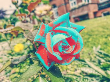 Close-up of red flower on field