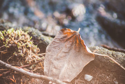 Close-up of dried autumn leaves on land