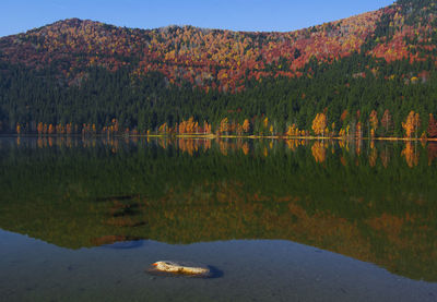 Scenic view of lake by trees during autumn