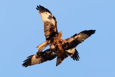 Low angle view of eagle flying in sky