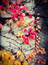 Full frame shot of multi colored leaves