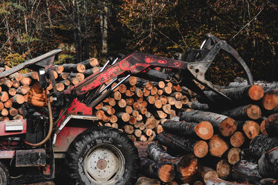 Tree Forest Log