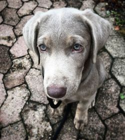 Close-up portrait of dog
