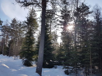 Trees in forest during winter