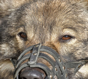 Close-up portrait of a dog