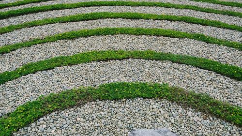 Full frame shot of plant growing in garden