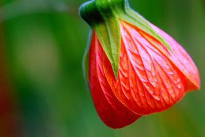 Close-up of red flowering plant