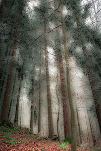 Trees in forest