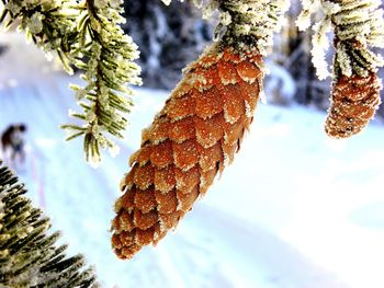 Close-up of pine