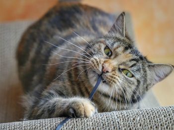 Close-up portrait of cat sitting