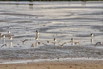 Birds in lake