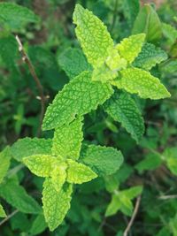 Close-up of fresh green plant