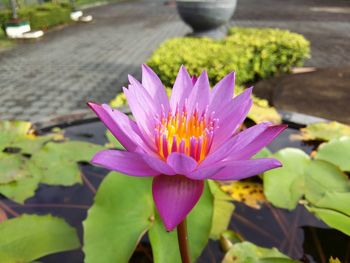 Close-up of pink lotus water lily blooming outdoors