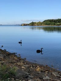 Swans swimming in lake against sky