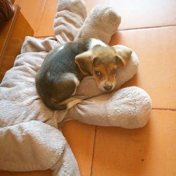 High angle view of dog sleeping