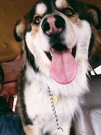 Close-up portrait of a dog