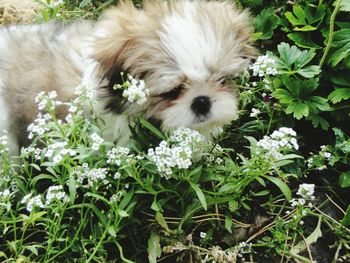 Close-up of dog