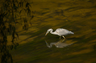 Duck swimming in a lake