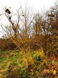 Bare trees in forest during autumn