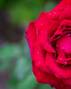 Close-up of pink rose with water drops