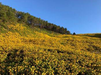 Scenic view of yellow flowering plants on field against clear sky