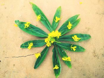 High angle view of yellow flowering plant