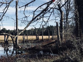 Bare trees in forest against sky