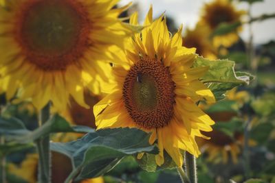 Close-up of sunflower