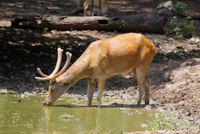 Side view of giraffe drinking water