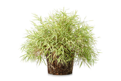 Close-up of cactus plant against white background