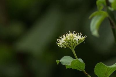 Close-up of pink flowers