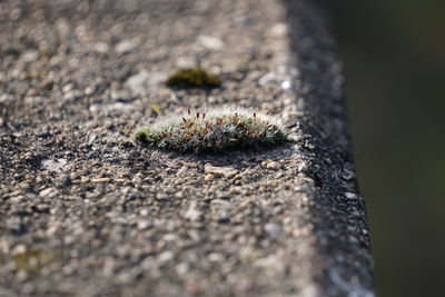 Close-up of plant