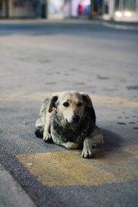 Close-up of dog