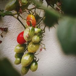 Close-up of fruit