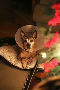 Portrait of dog at home