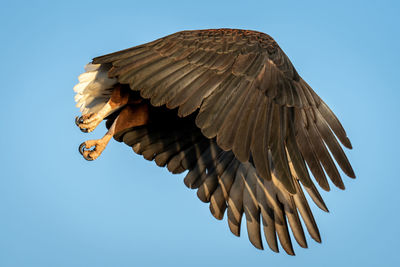 Low angle view of bird flying against clear sky