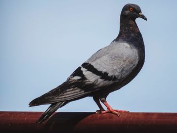 Low angle view of bird perching against the sky