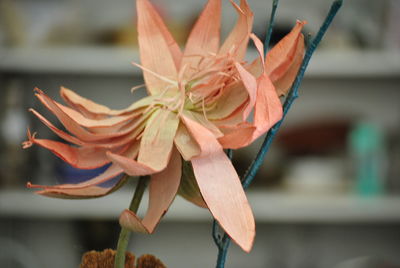 Close-up of wilted flower