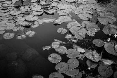 Close-up of lotus water lily in lake